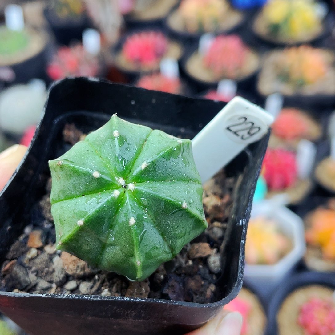 鸾凤兜非偏远地区满25包邮仙人球