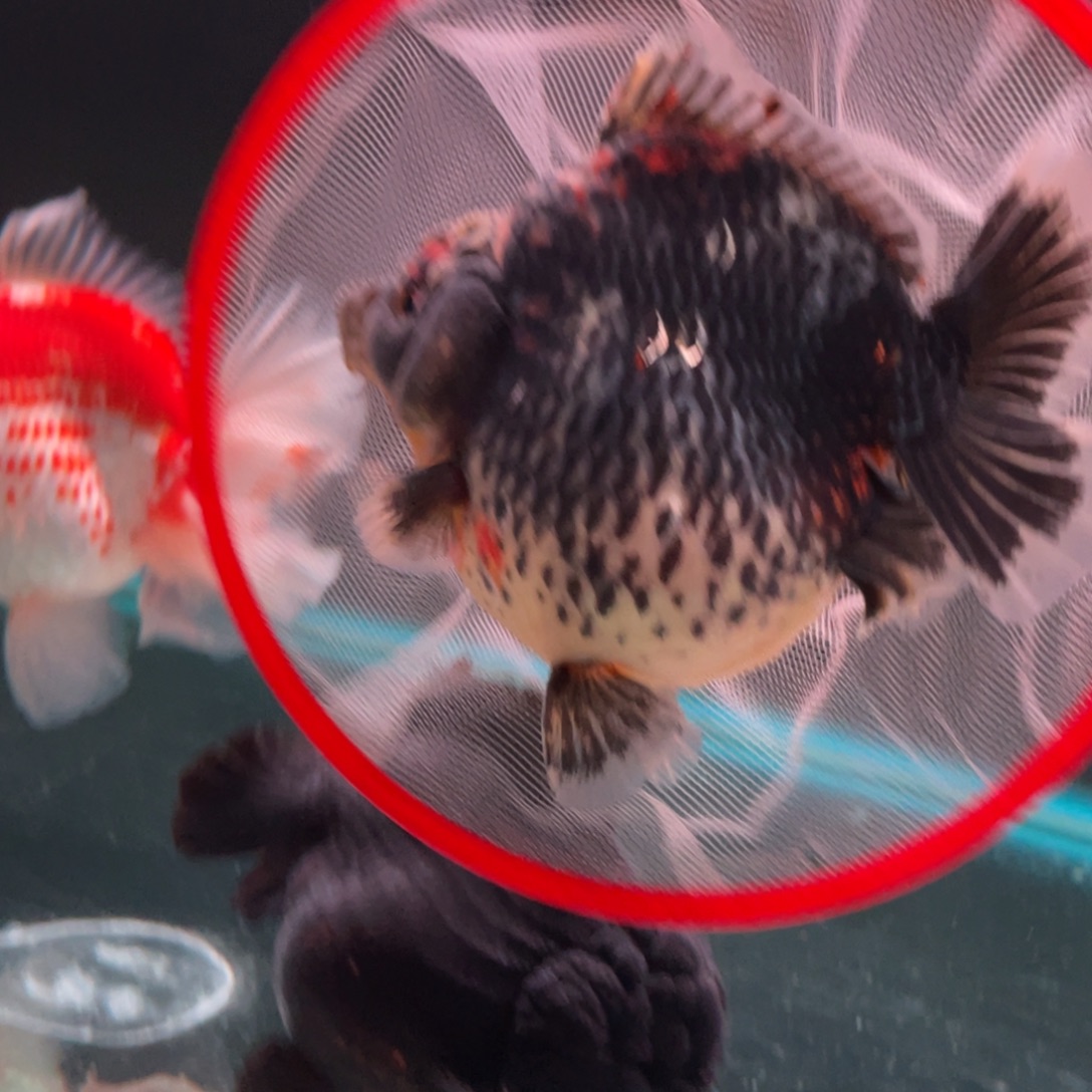 海水鱼wy麒麟短尾