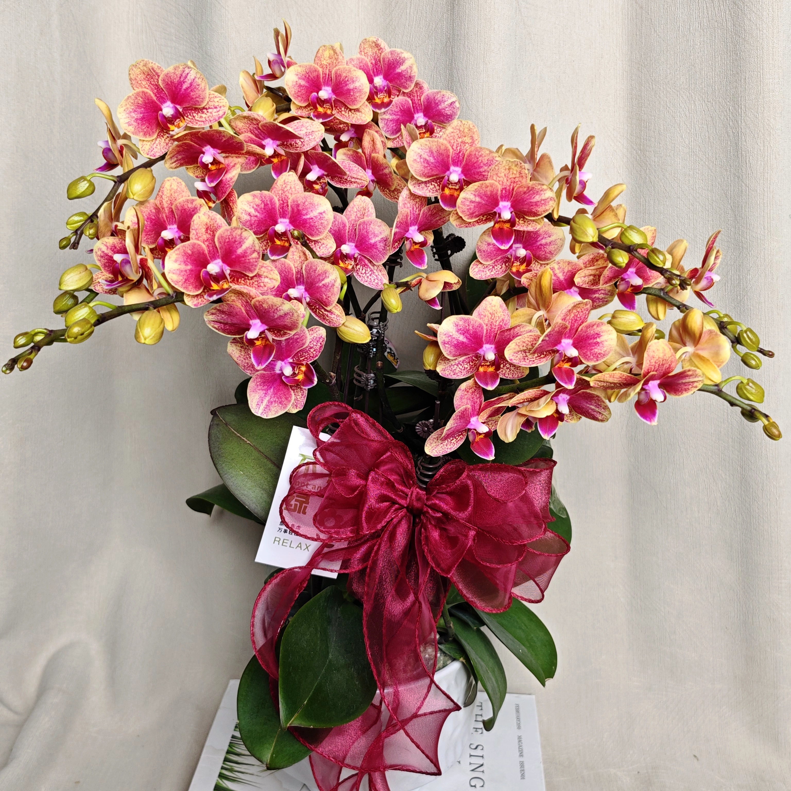 [ 金蝶]蝴蝶经典年宵款 紫红色系 乔迁新婚 送礼佳品