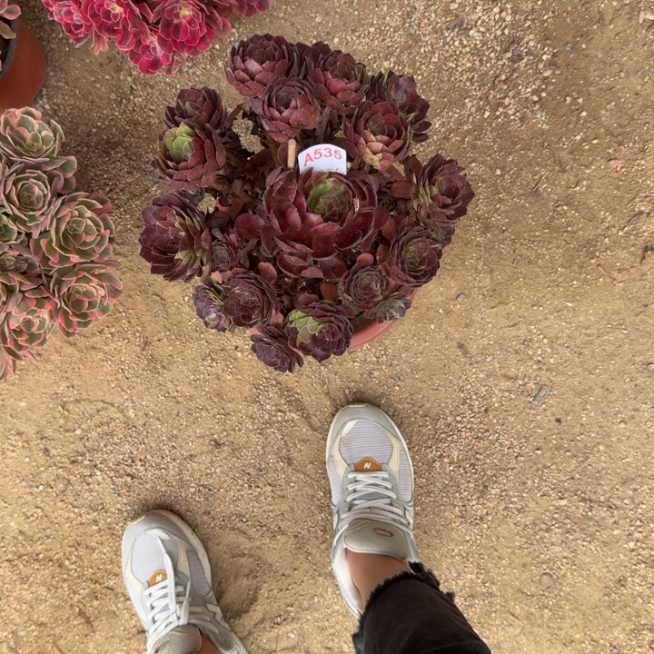 无花朵黑美人535多肉植物