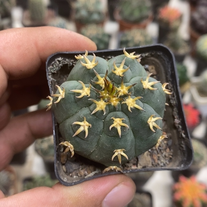 实生猫爪特价福利