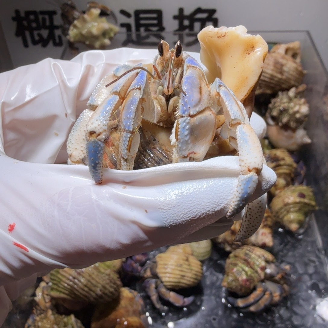 豆包专 2.5口配猪猪美食