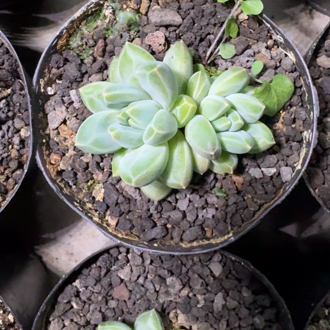 青花瓷 双头 一物一拍