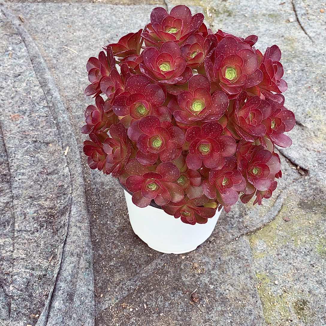 法师多肉哈哈哈哈