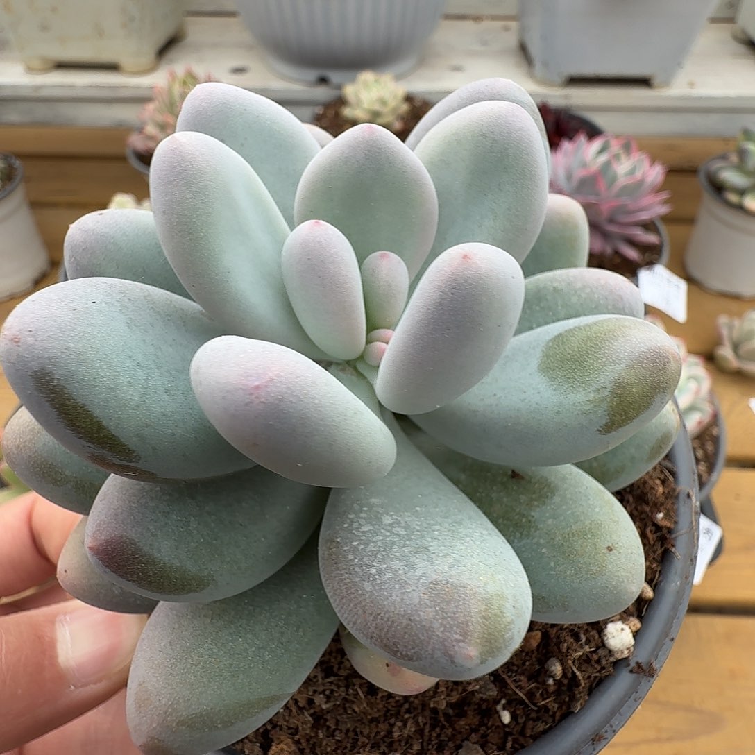 奶酪锦11111225-172