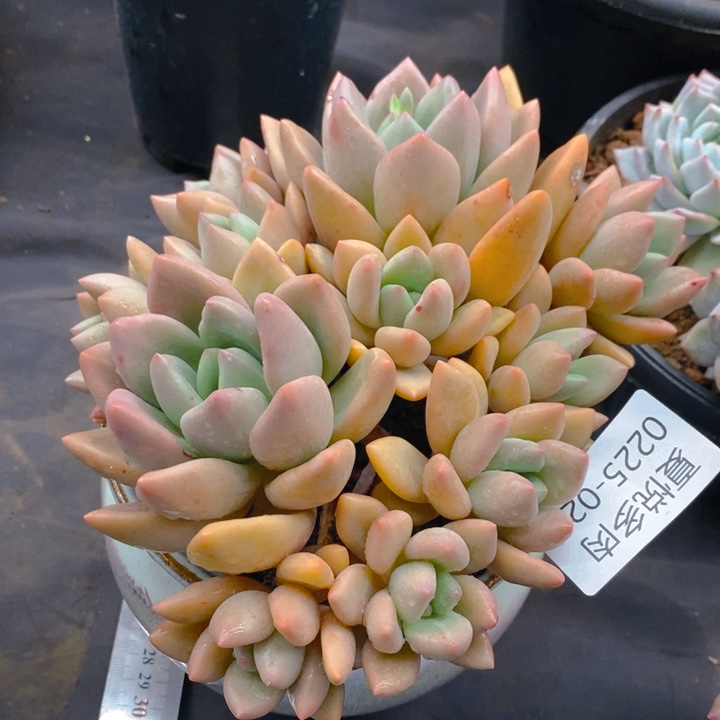 夏悦多肉 0225-25桃花源