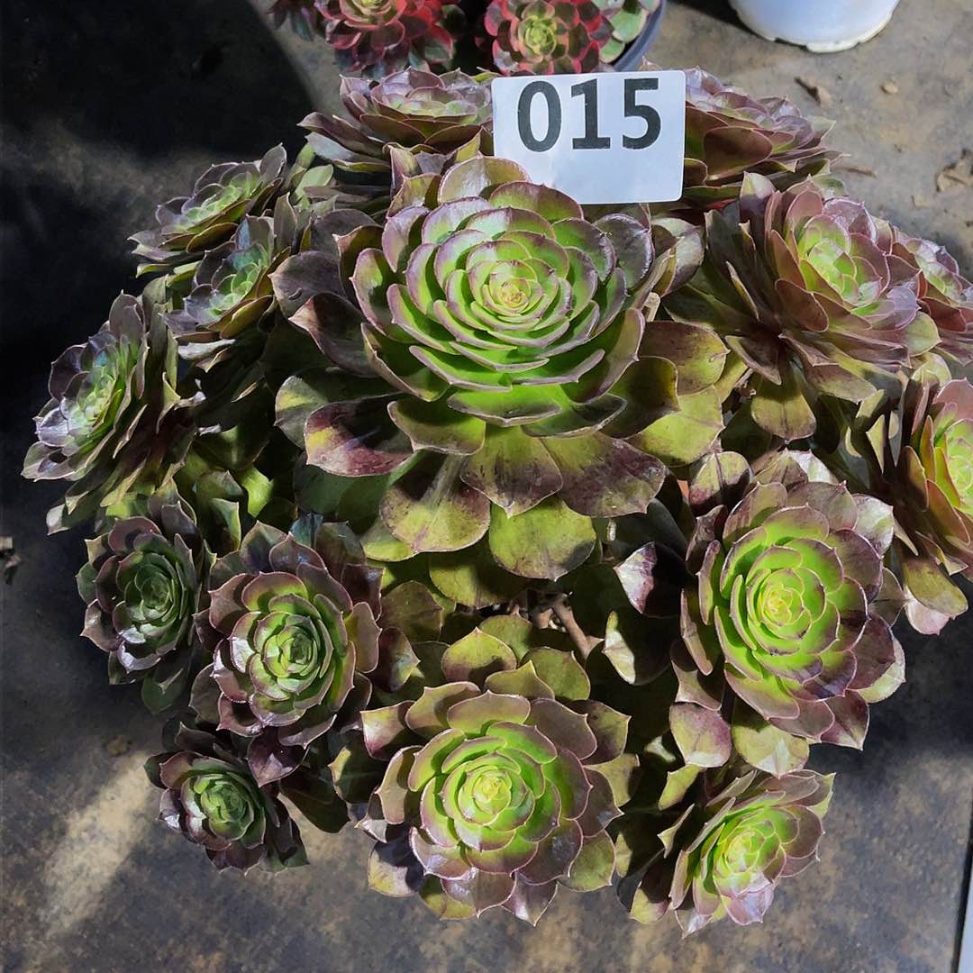 Z**o万圣节015拖土发货