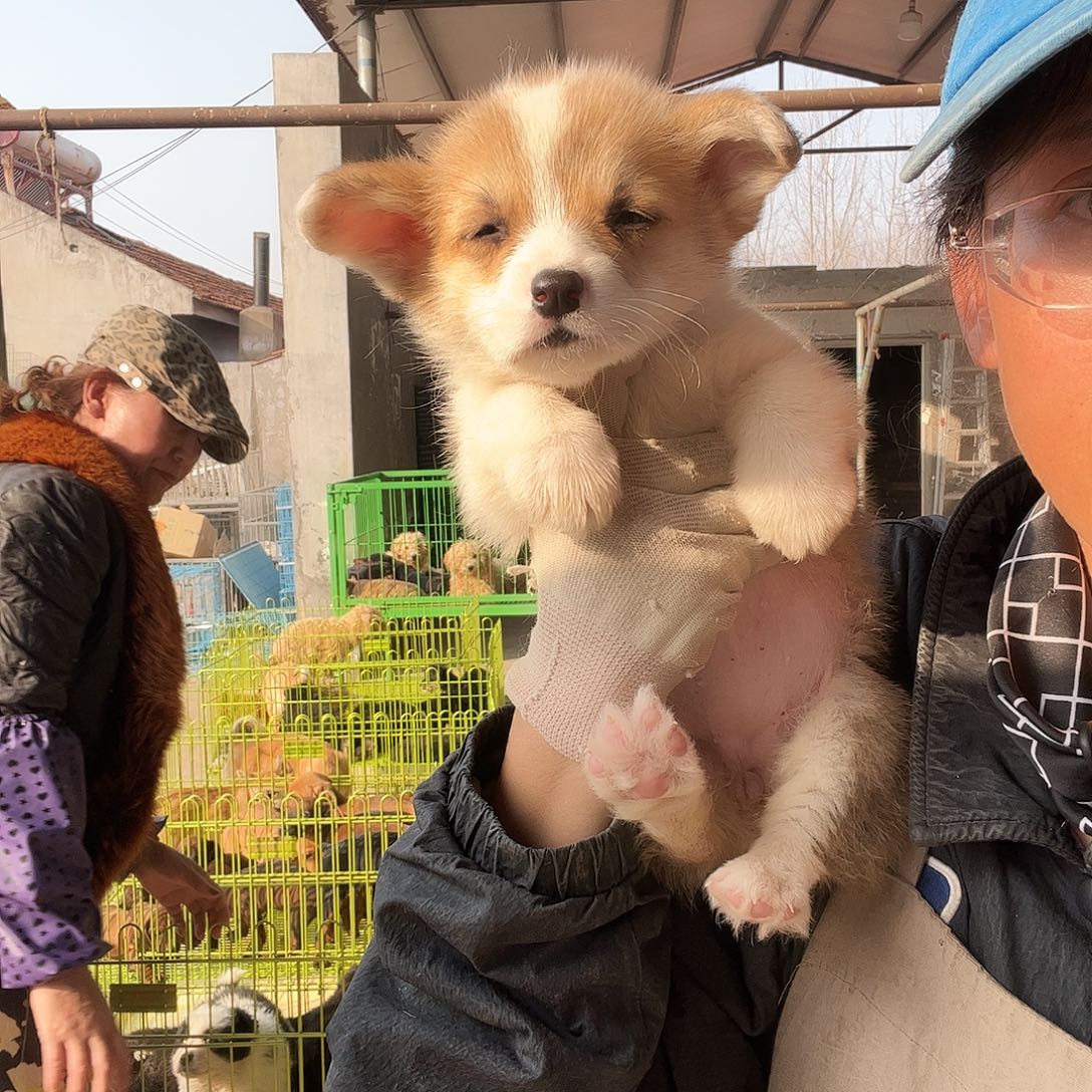 柯基88888啊啊啊啊啊a