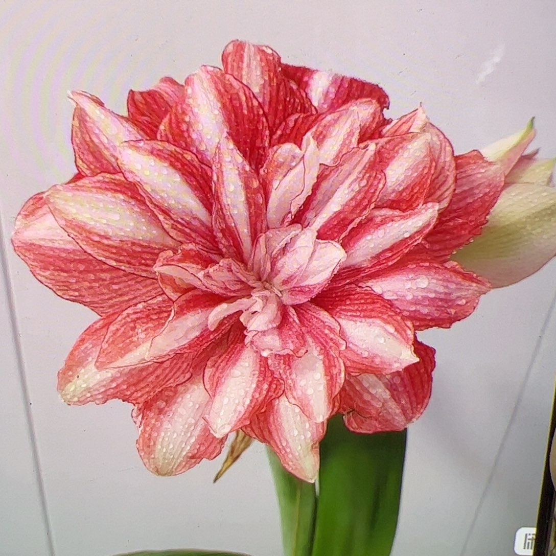 朱顶红可爱多4.5cm左右2号