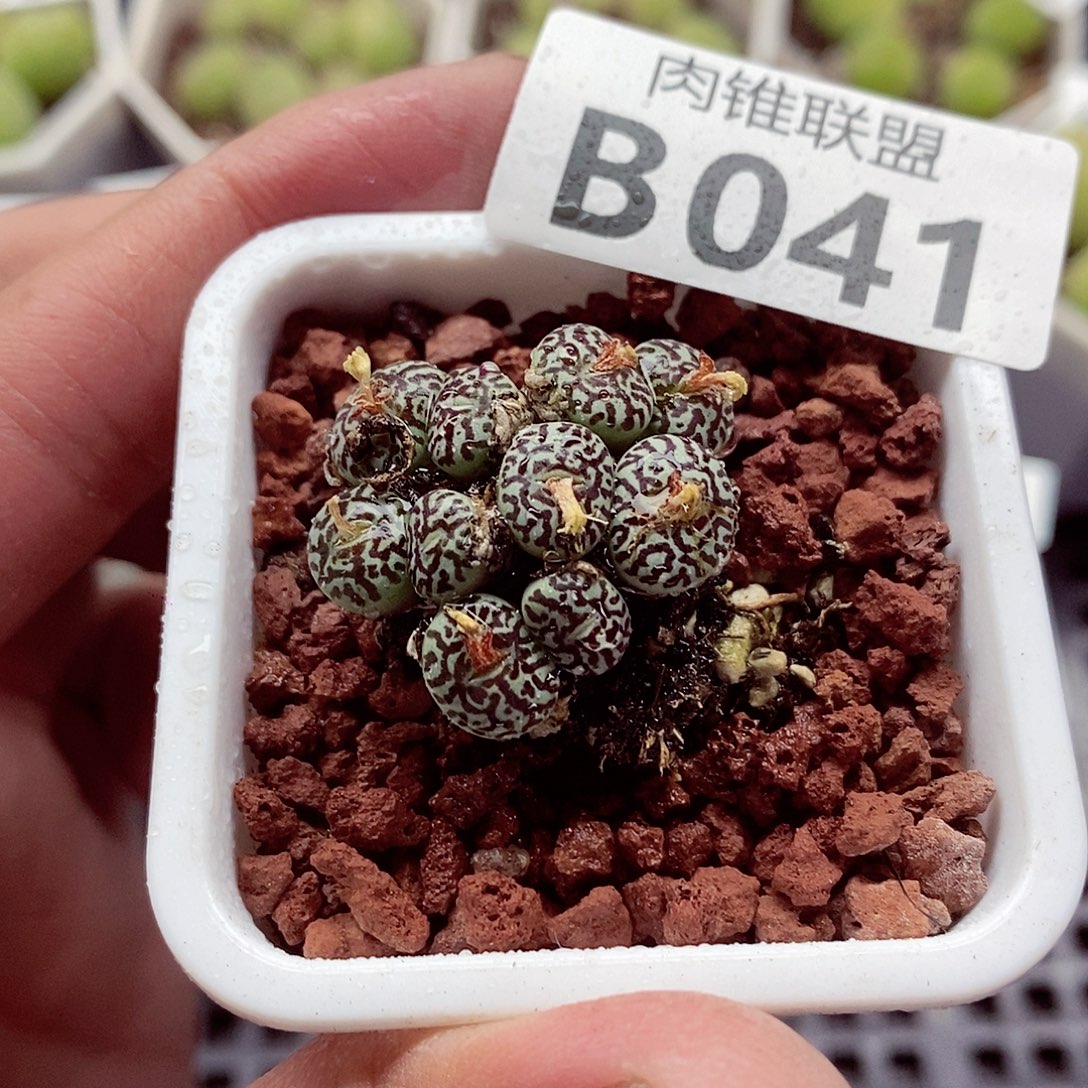 41墨呃呃呃呃呃呃呃呃呃呃呃呃