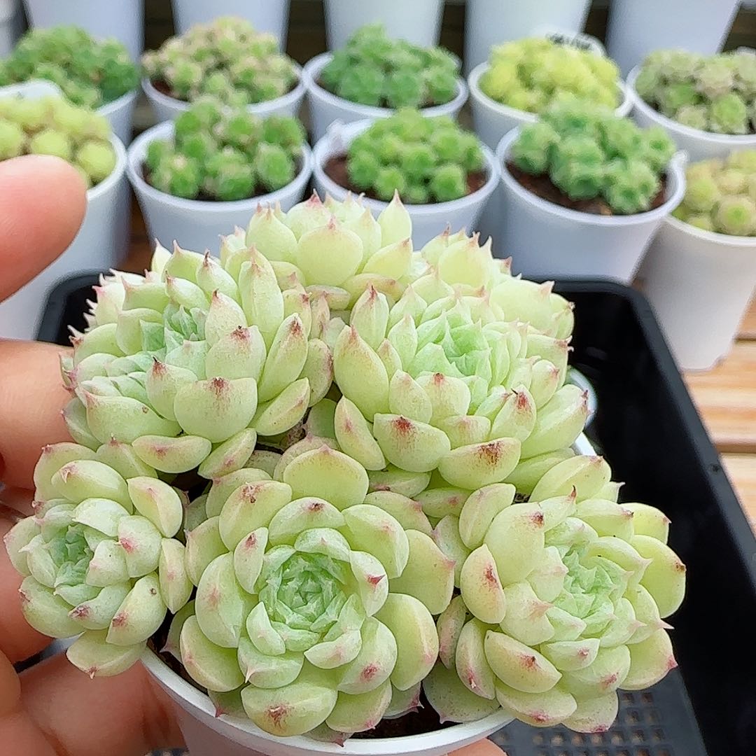 【闪购商品】0524-31海王