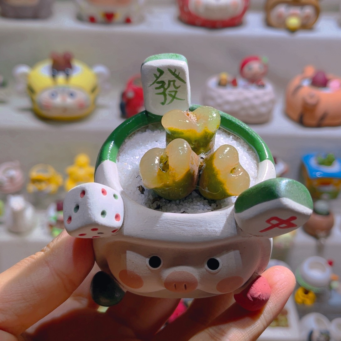 027高端多肉带盆土一套58