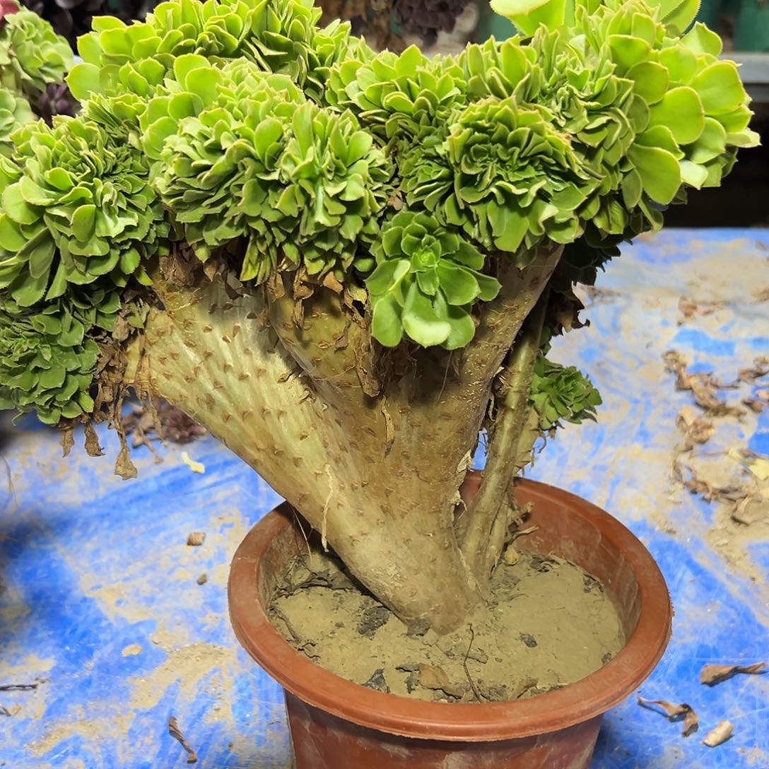 多肉320植物绿羊绒缀花