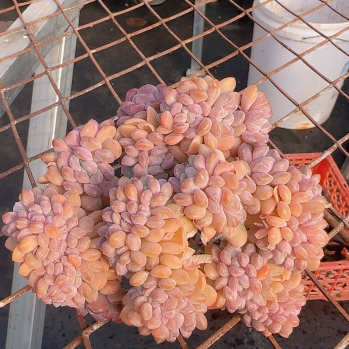 【闪购商品】冰桃缀化88