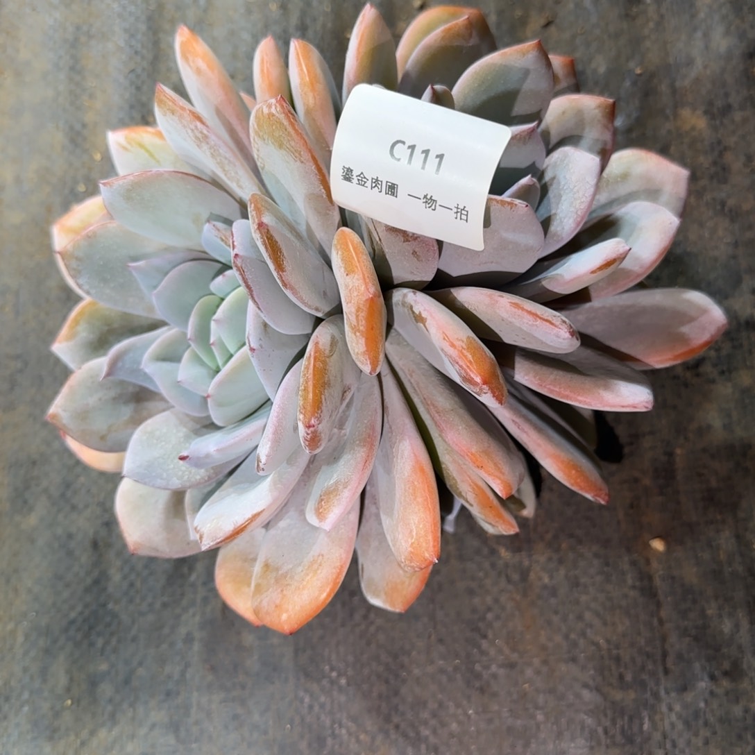 ღ****C111奶茶多头    