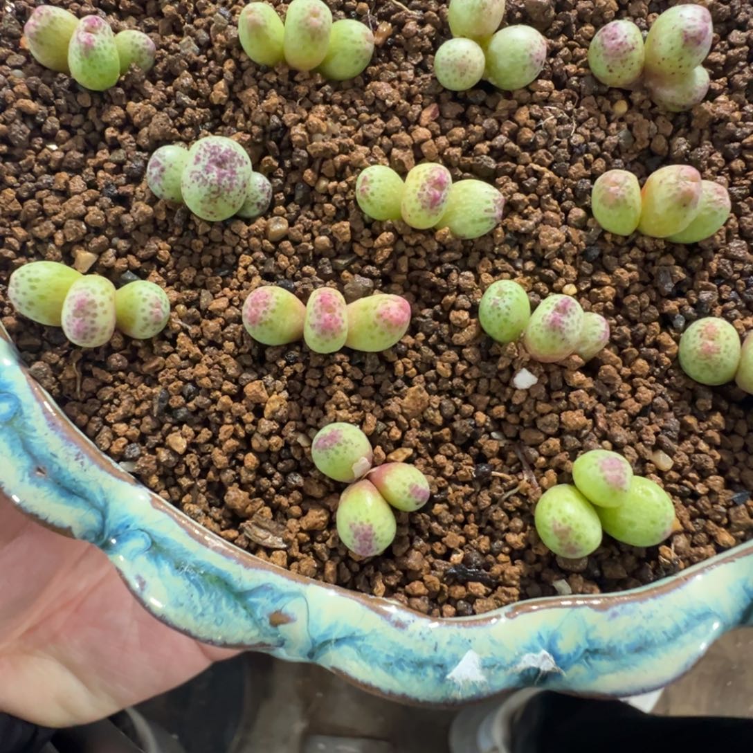 量拍3头草莓斑马一颗