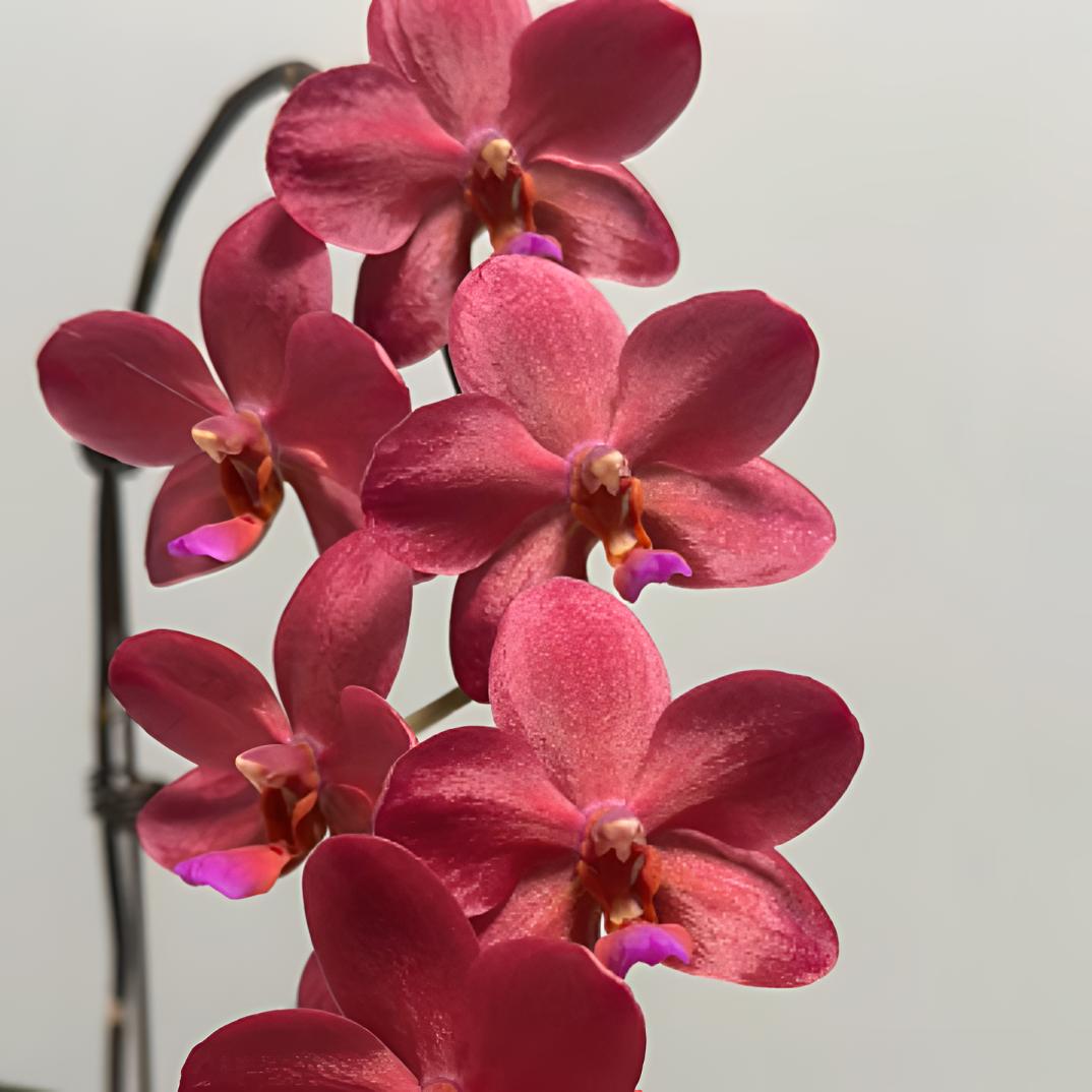 【佛陀宝藏】无花剑不带花