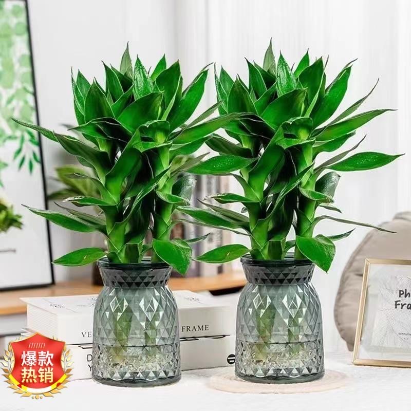 (买一送一）水培观音竹桌面绿色植物清空气室内四季好养