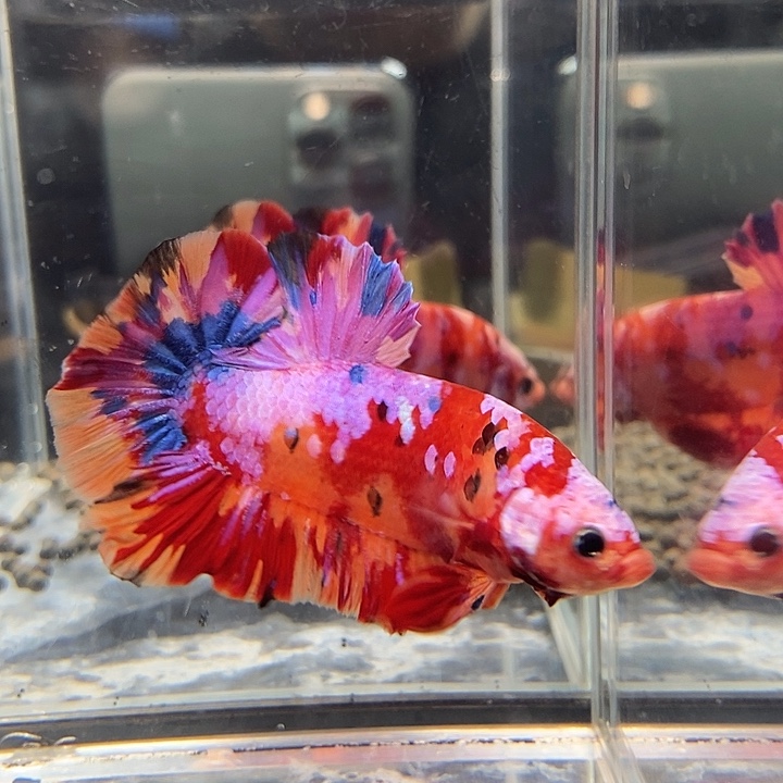 斗鱼黑14号巨斗将军