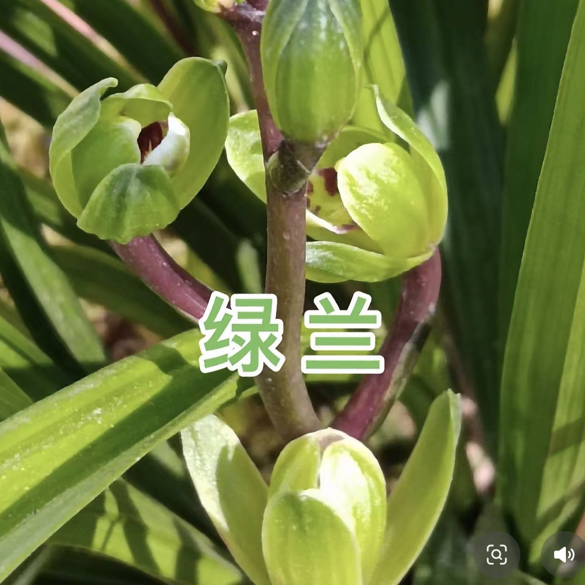 云南腾冲本地香花大绿兰