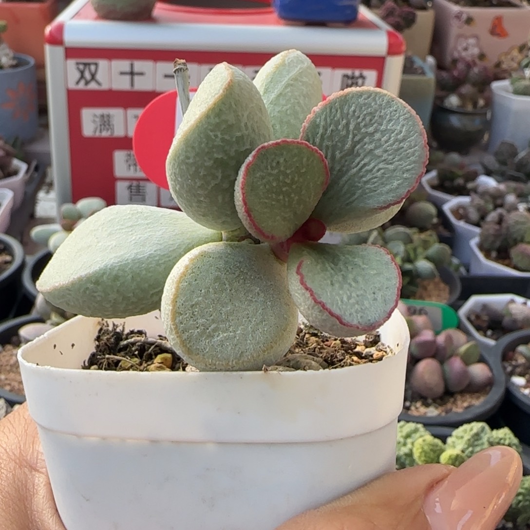 糖***芦白雪公主。    405。    