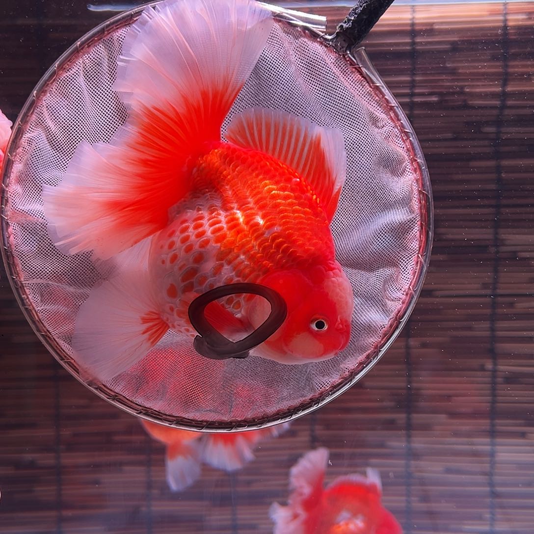 金鱼百褶泰狮冷水金鱼