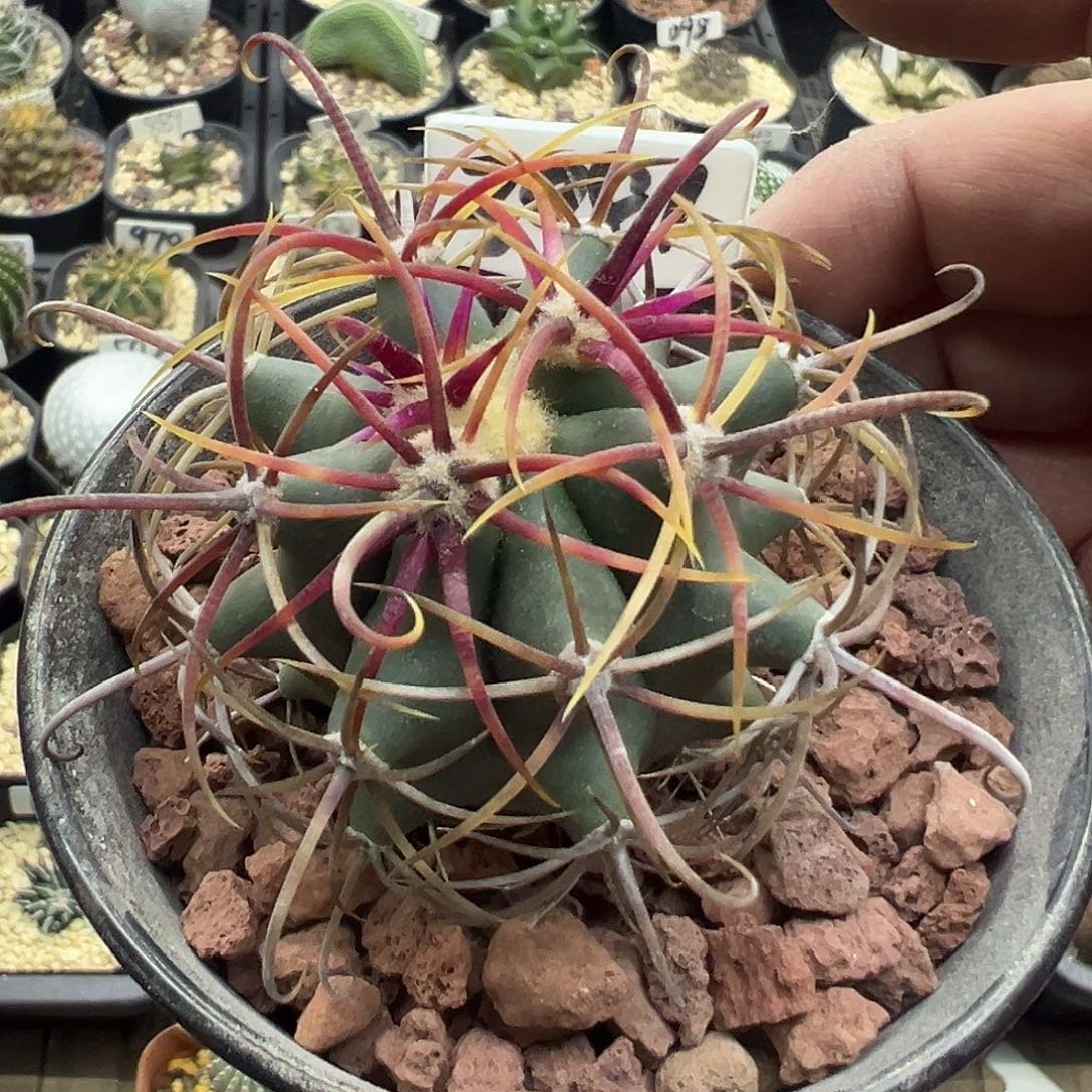 3081虎头实生仙人球