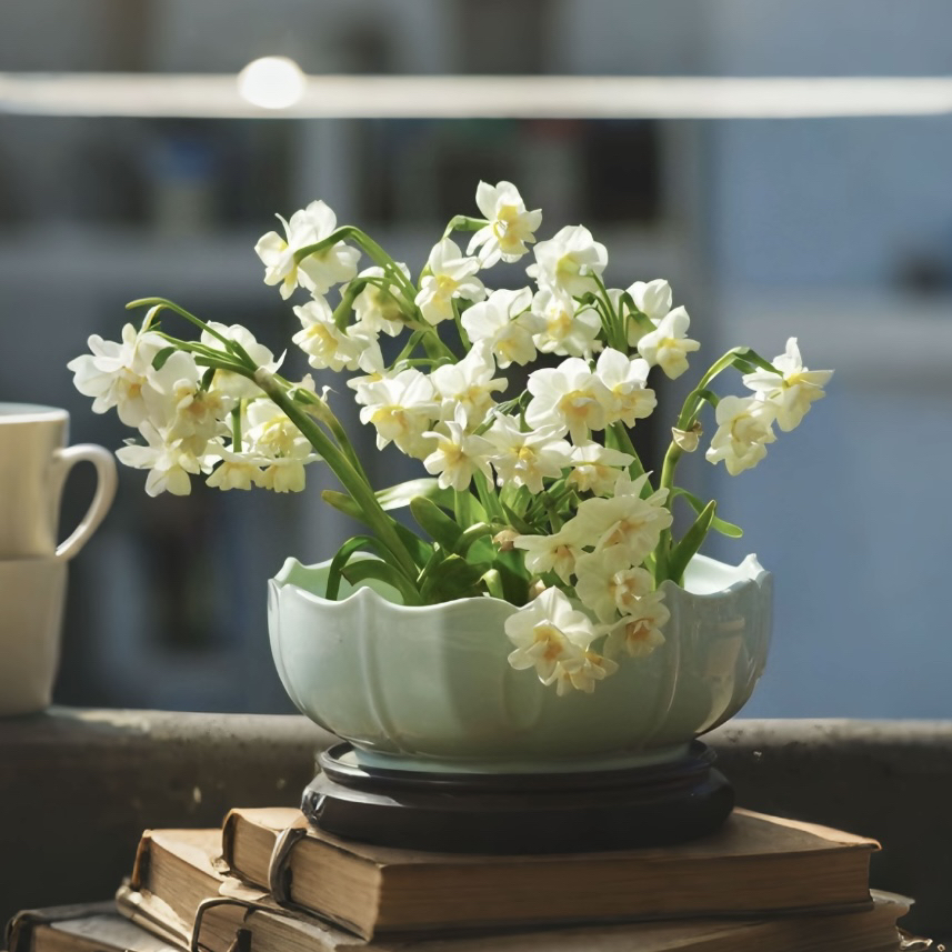 漳州水仙花复瓣雕刻款给水就能活花香四溢养护简单