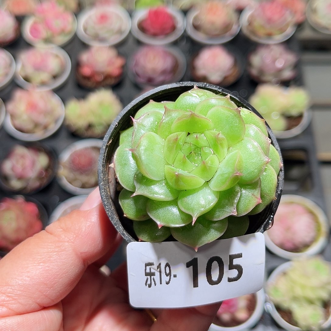 木乐19-105麦秆单头