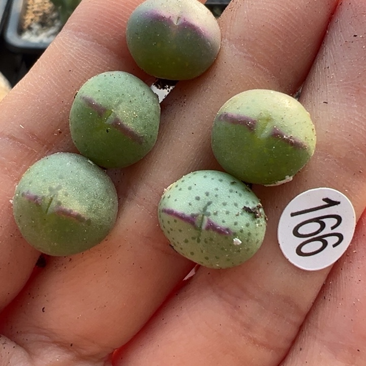 166号11111111111111111