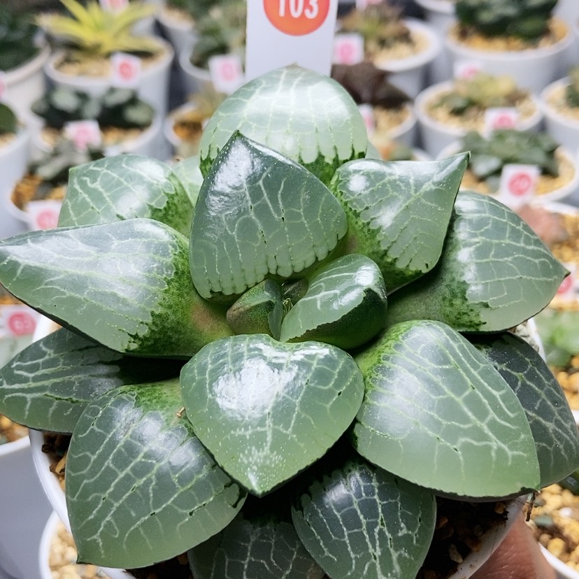 【闪购商品】103水晶克
