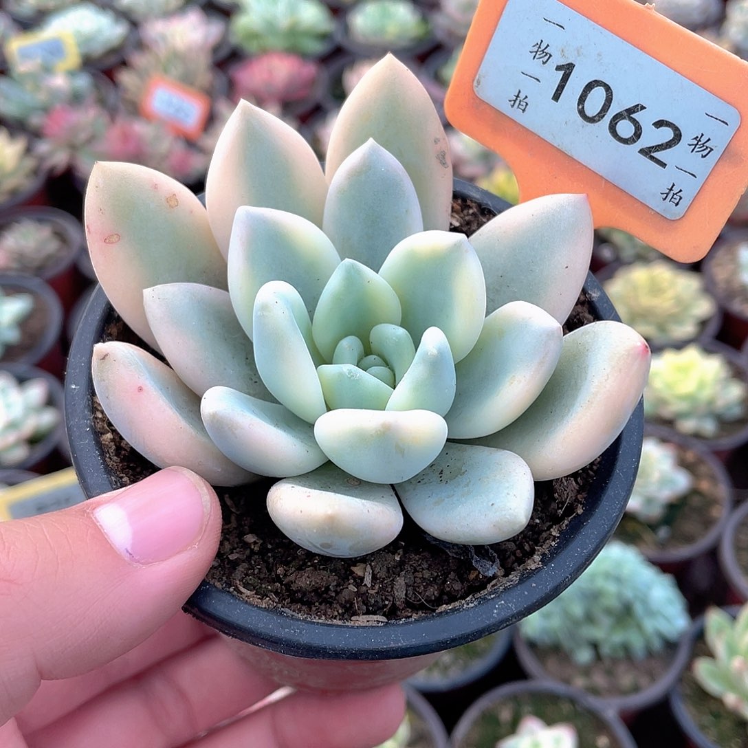 奥普锦1062号多肉