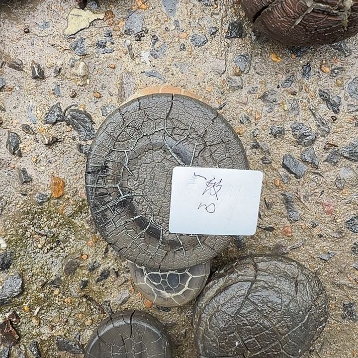 ~***远石材龟纹石，囧记石