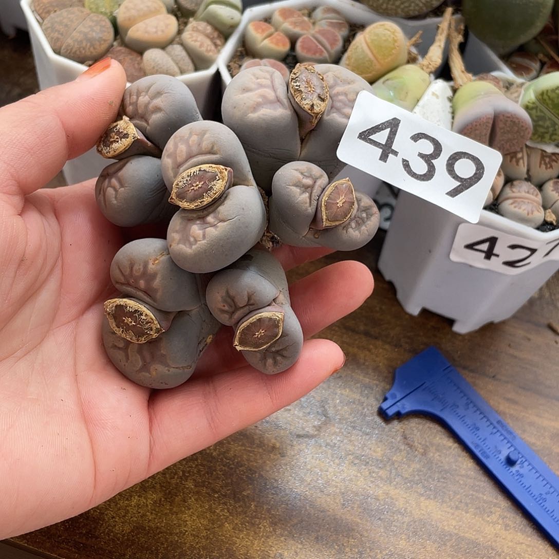 生石花一颗439000