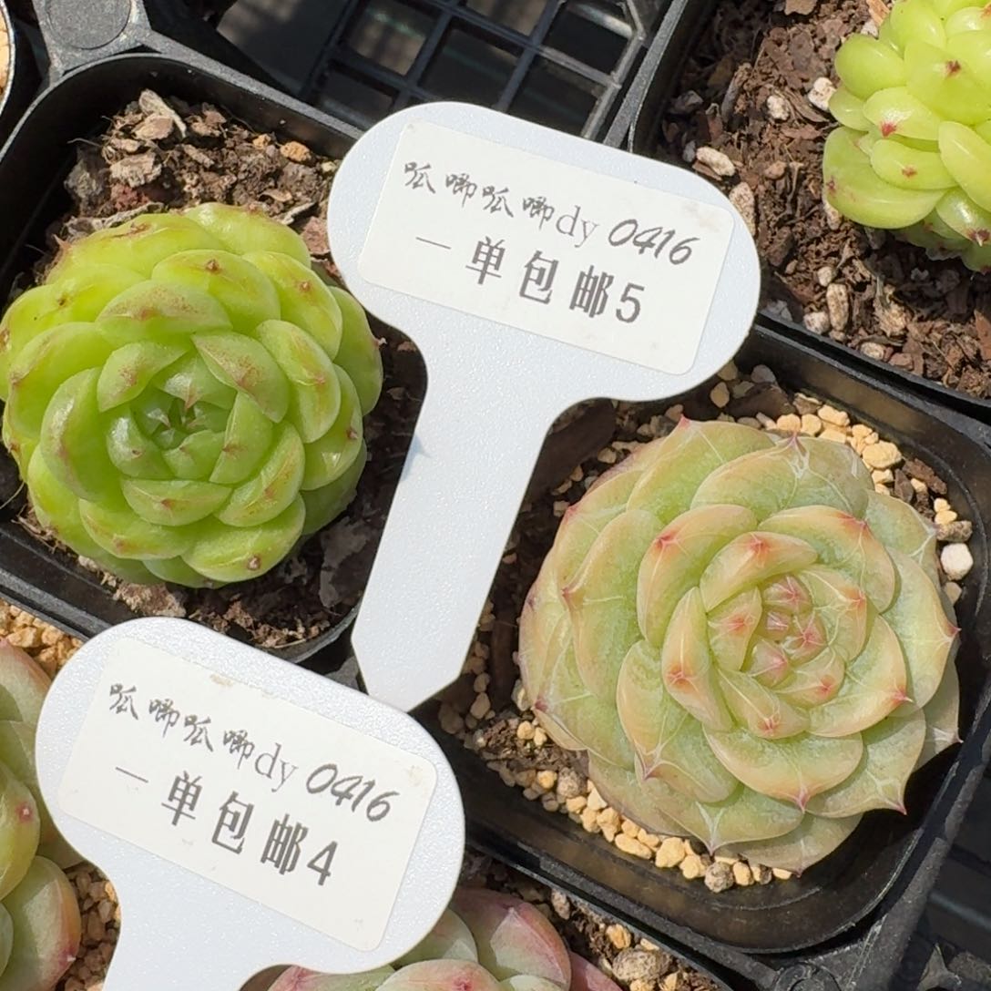 0416-05-编号两颗f