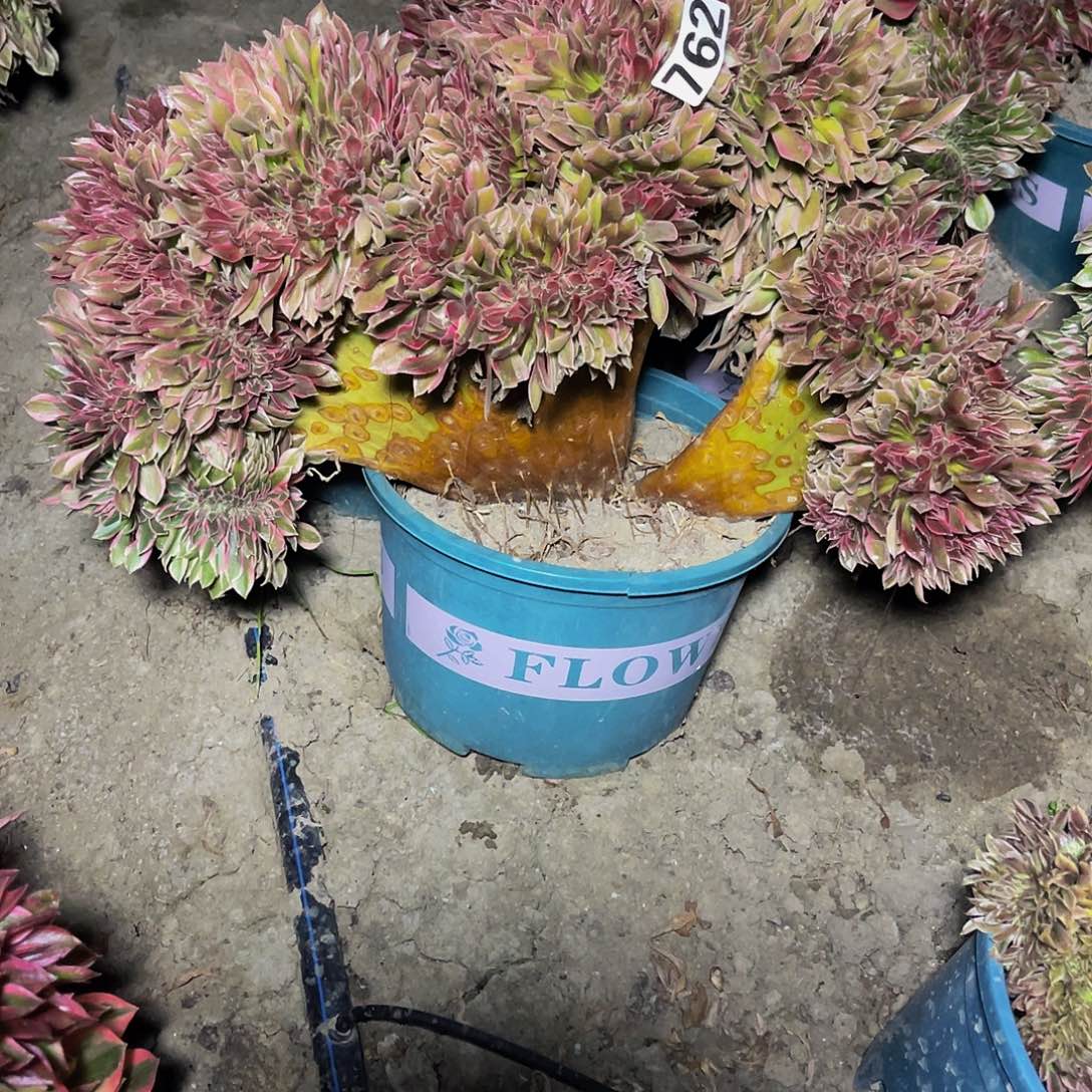 法师法师15–45包邮法师