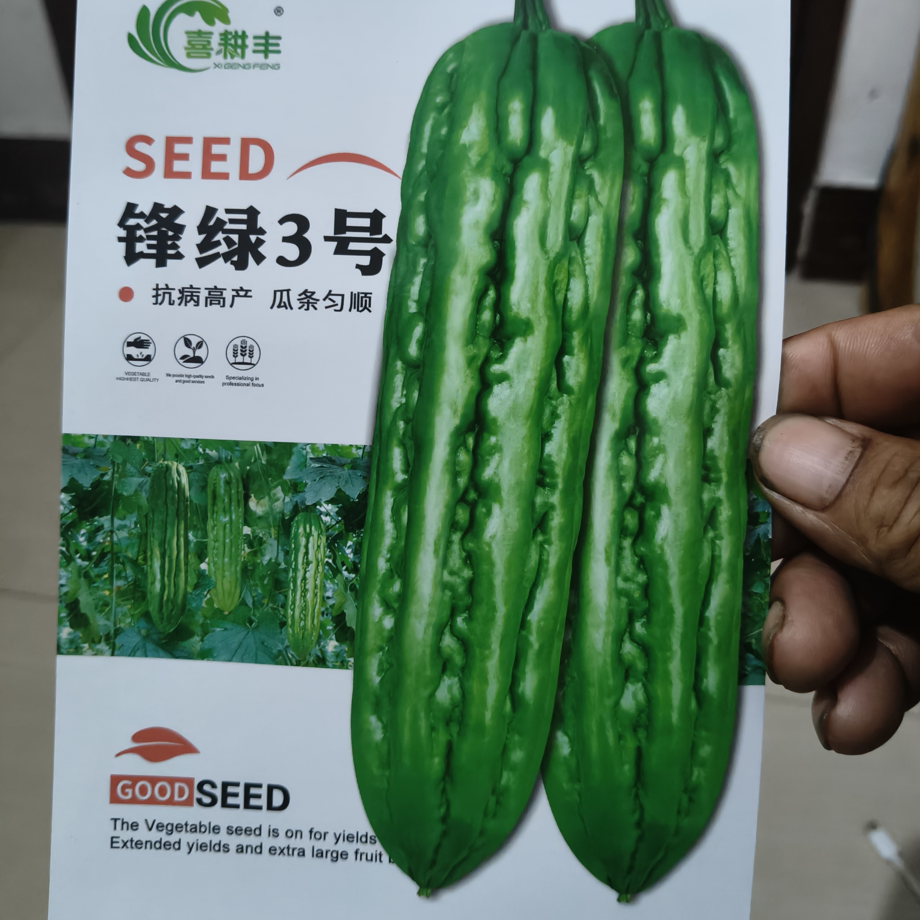 锋绿3号高产抗病早熟大肉油皮苦瓜春秋蔬菜种子