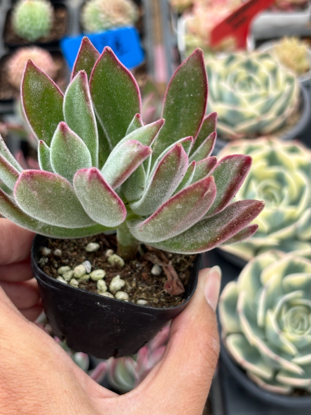 锦晃星多肉植物满9.9米包邮