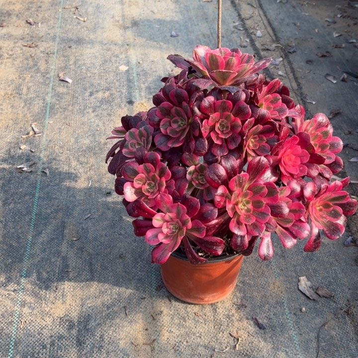 17美杜莎多肉多肉多肉