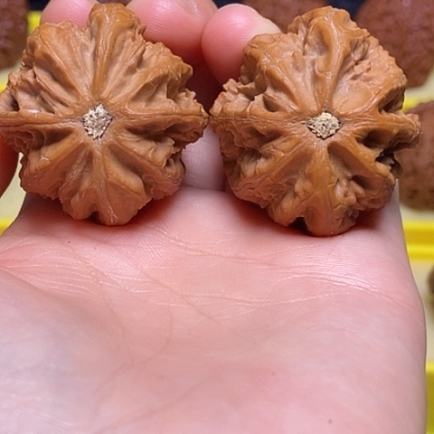 东北文玩核桃八棱