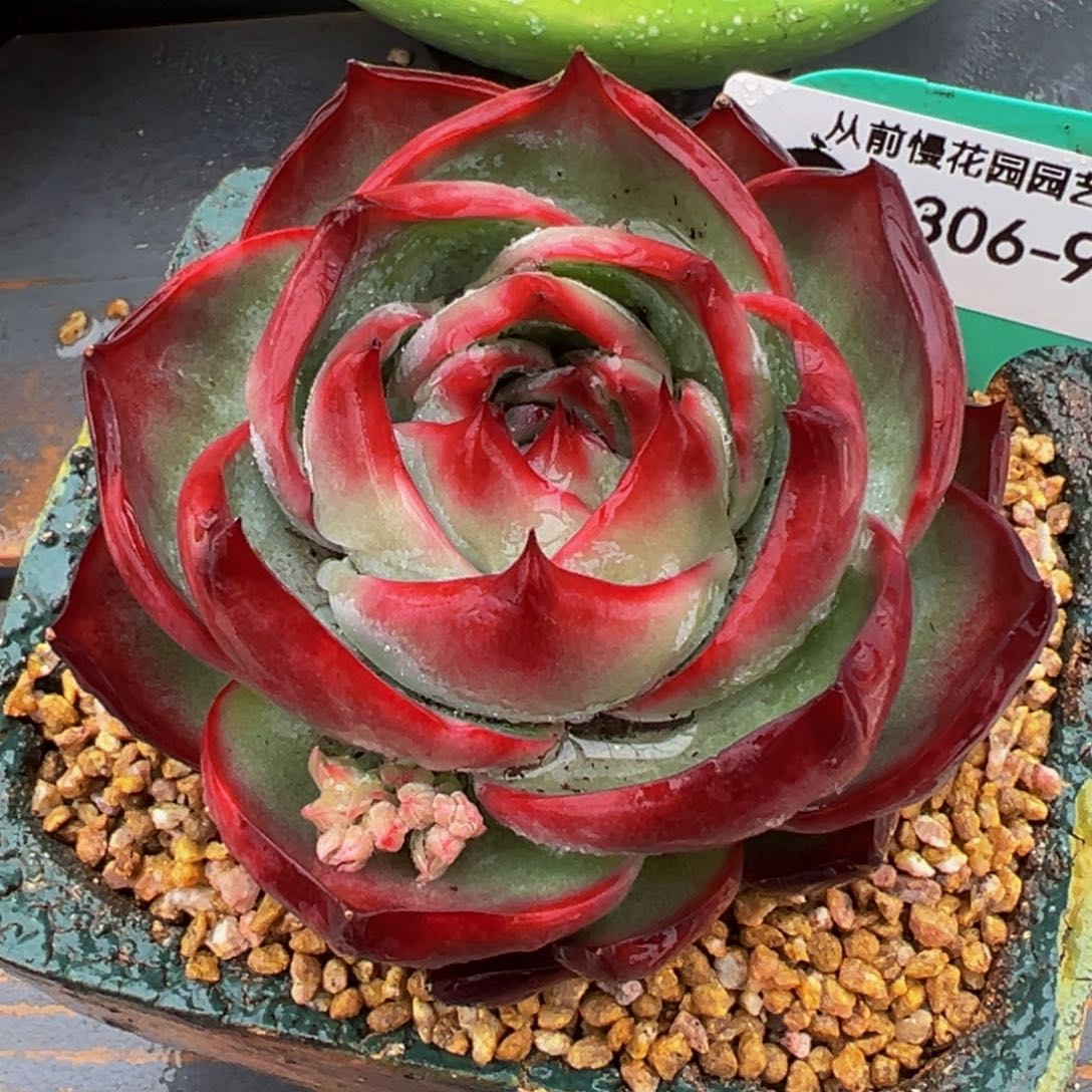 从前慢多肉精选编号0306.92