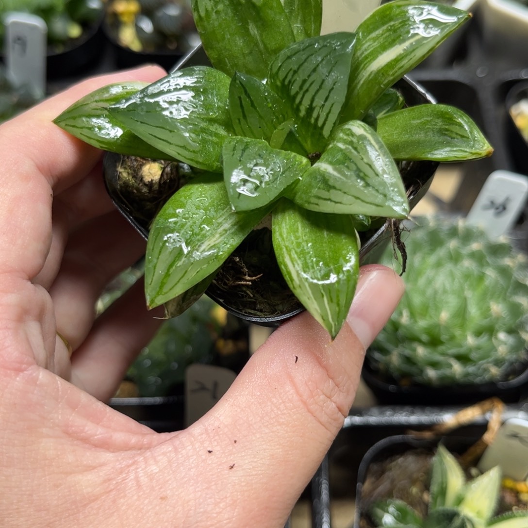 27大窗实生寿锦一物一拍