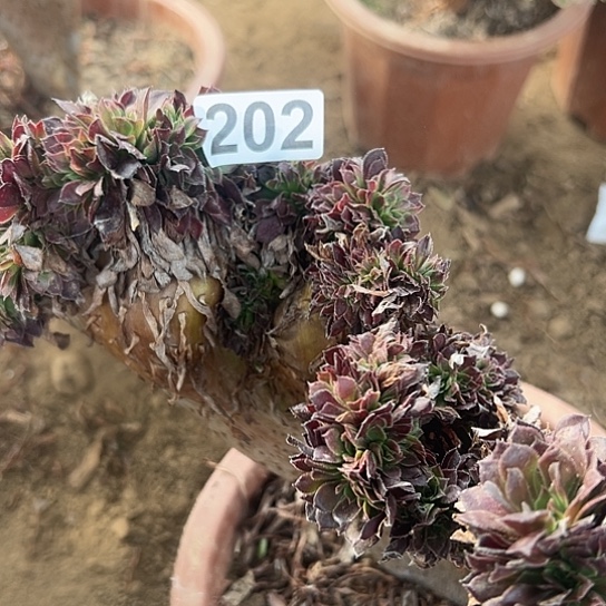 狼***婆多肉植物一个黑逻辑