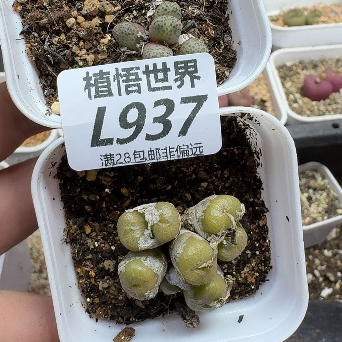 多肉植物的润泽efbj