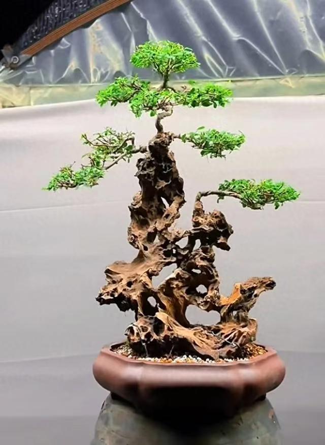黄荆盆景一物一拍（以实物为准）