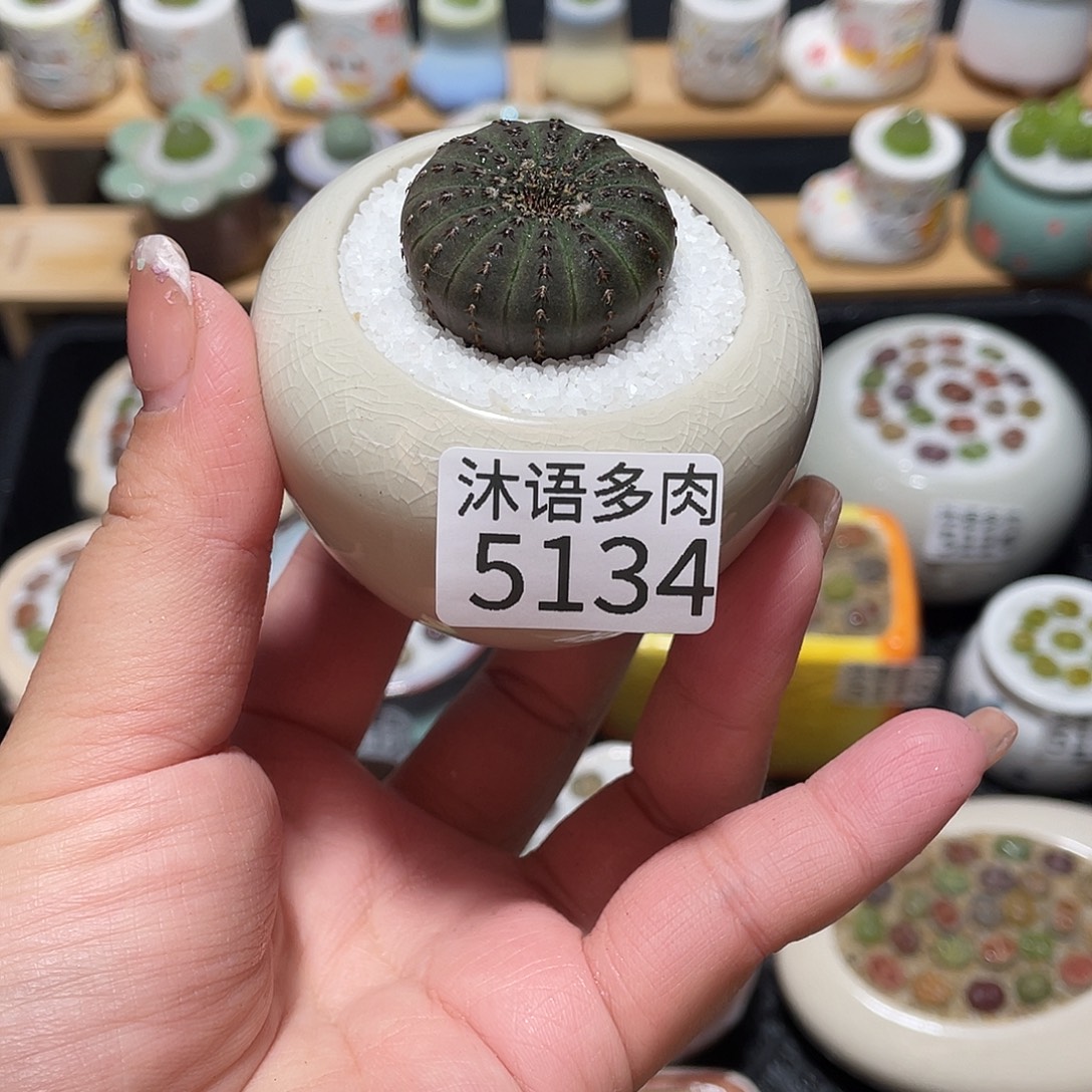 B***r带盆土植物一物一拍5134