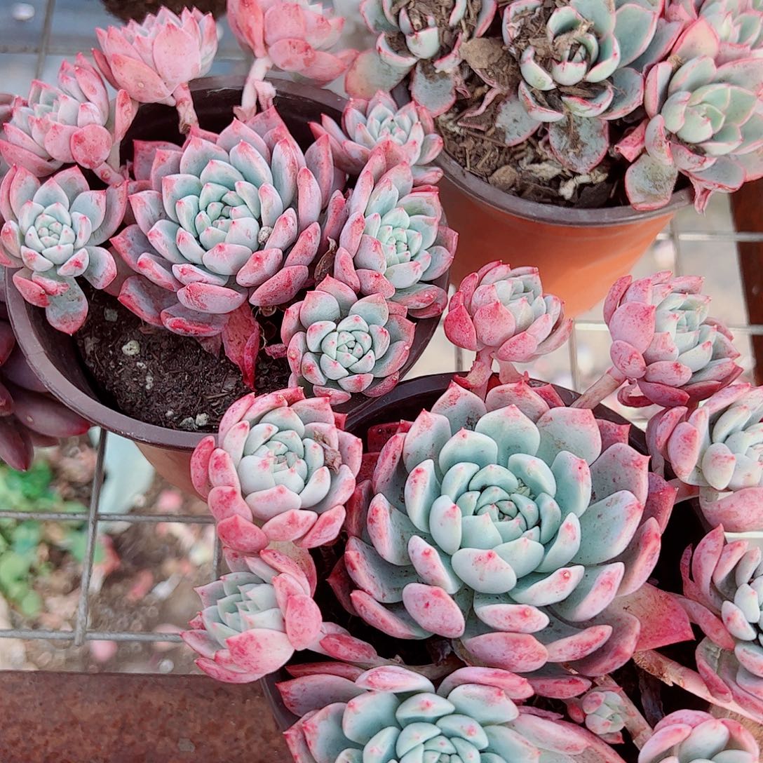 霜花多头造型精品特价二盆