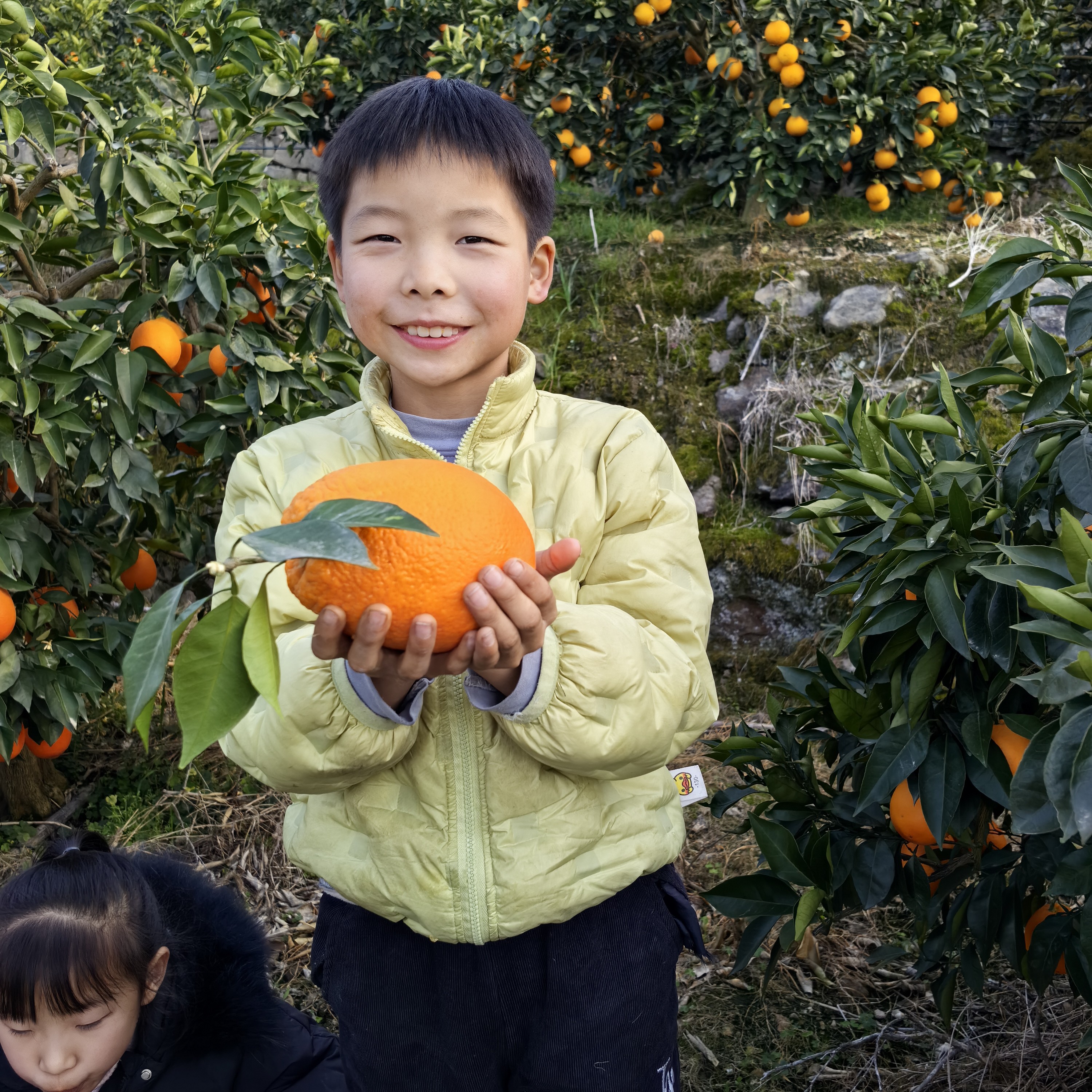 奉节脐橙橙子（纽荷尔）果园直发新鲜水果现摘产地直发香甜多