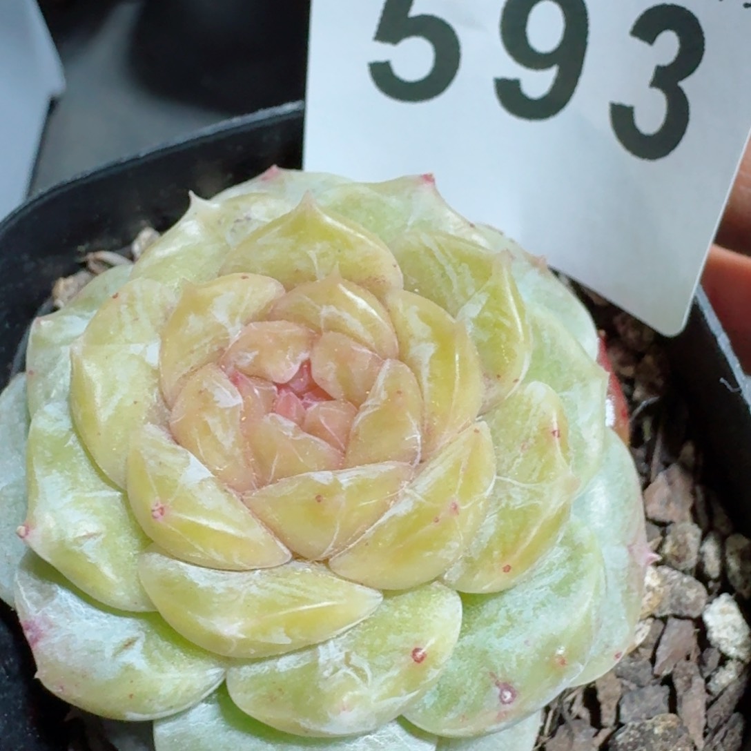 石化汉白玉         精品多肉