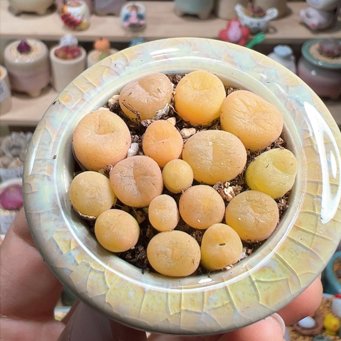 多肉植物211号空卡佛